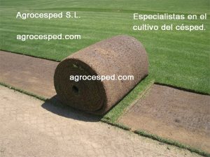 Césped natural 60 m2. | Tienda Agrocesped